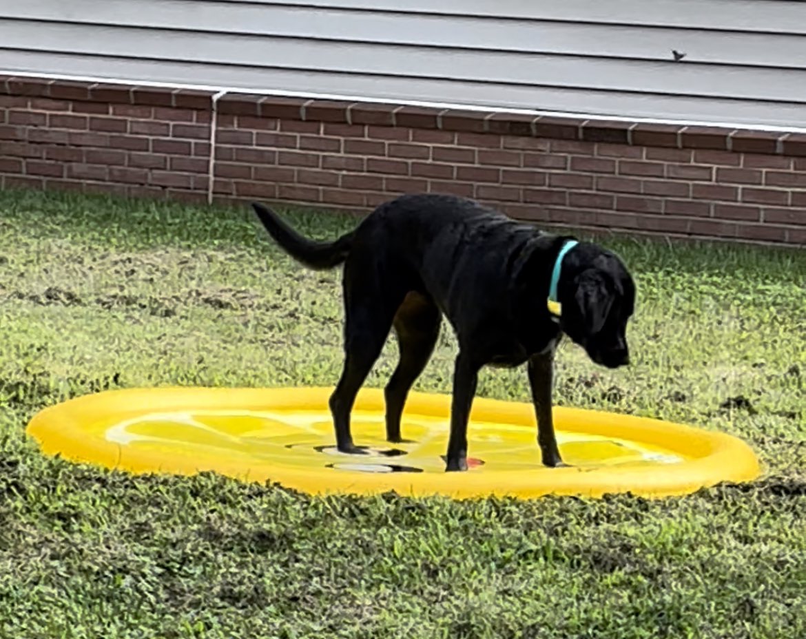 Glspeight's tweet photo. Prentiss. Former Iowa Goalkeeper, 2016-20, Leslie Speight’s dog. https://t.co/YpOHLD9su2