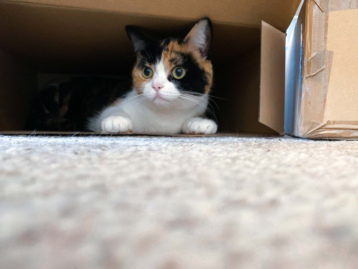 StephenJRusse1l's tweet photo. Biscuit treats birthday presents in the same way any child does #boxgames #CatsofTwittter https://t.co/Bc6ETcVD0b