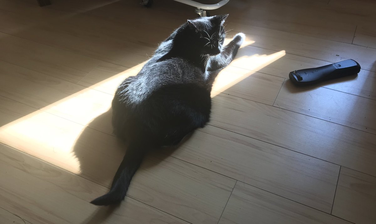 LllBean1's tweet photo. If you’re a cat this is a perfect Saturday morning.

1) Push remotes on to floor.

2) Bask in a sunbeam. https://t.co/LzQOamt2qG