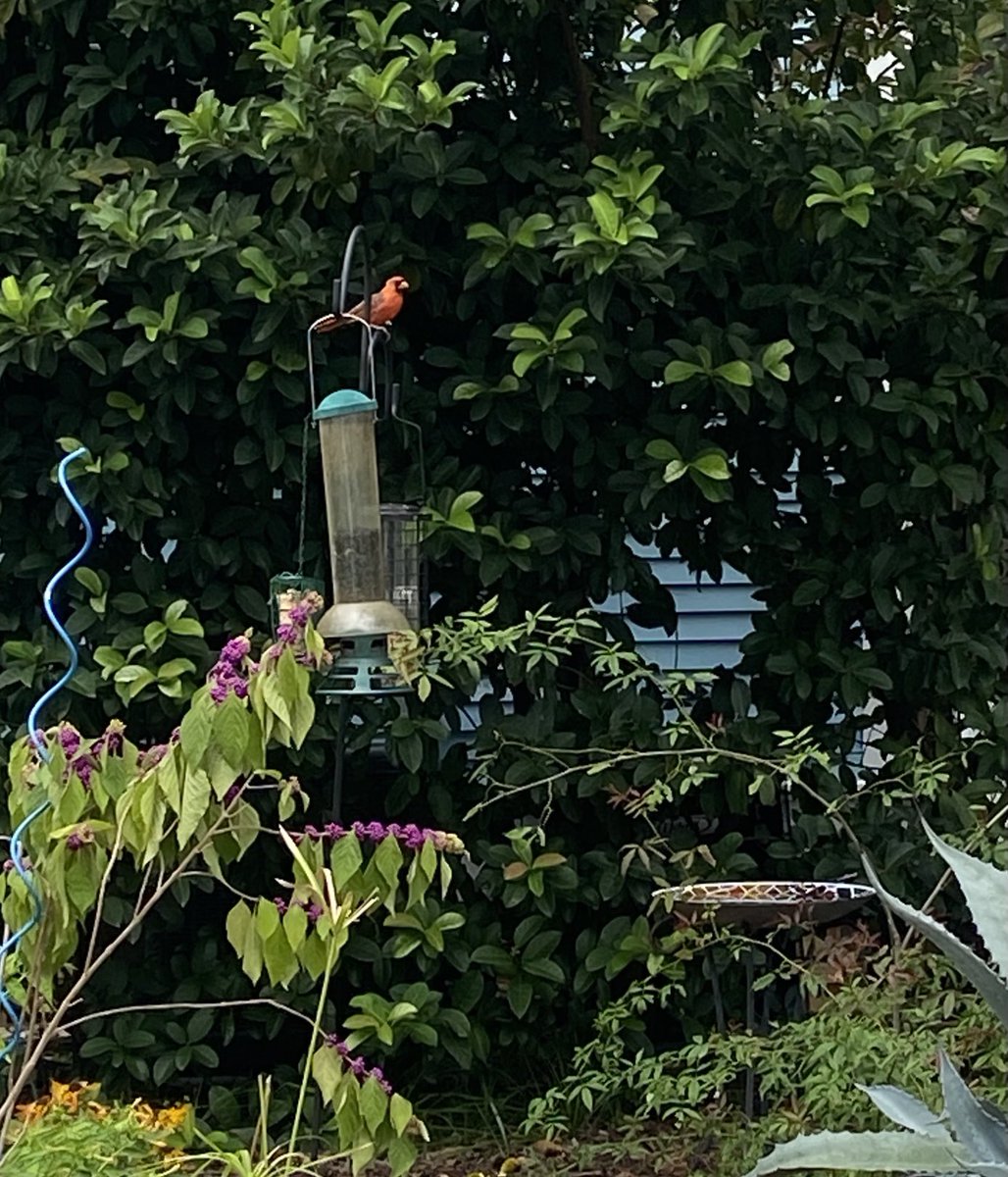 saint88888's tweet photo. Cardinal family dad happy this morning. King of the birdfeeder. https://t.co/dC81xUymsK