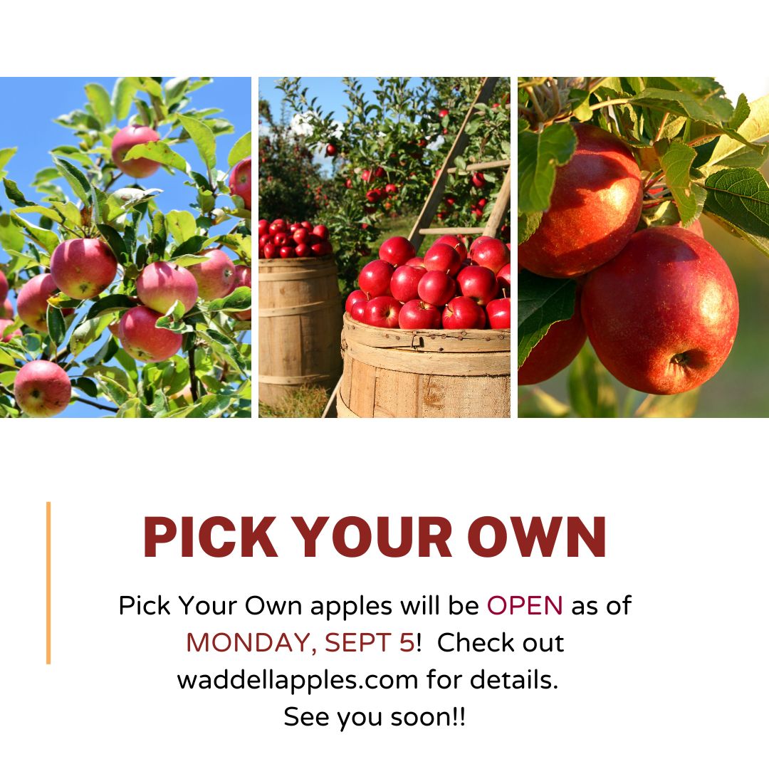 Waddell Apples (@WaddellApples) / Posts / X