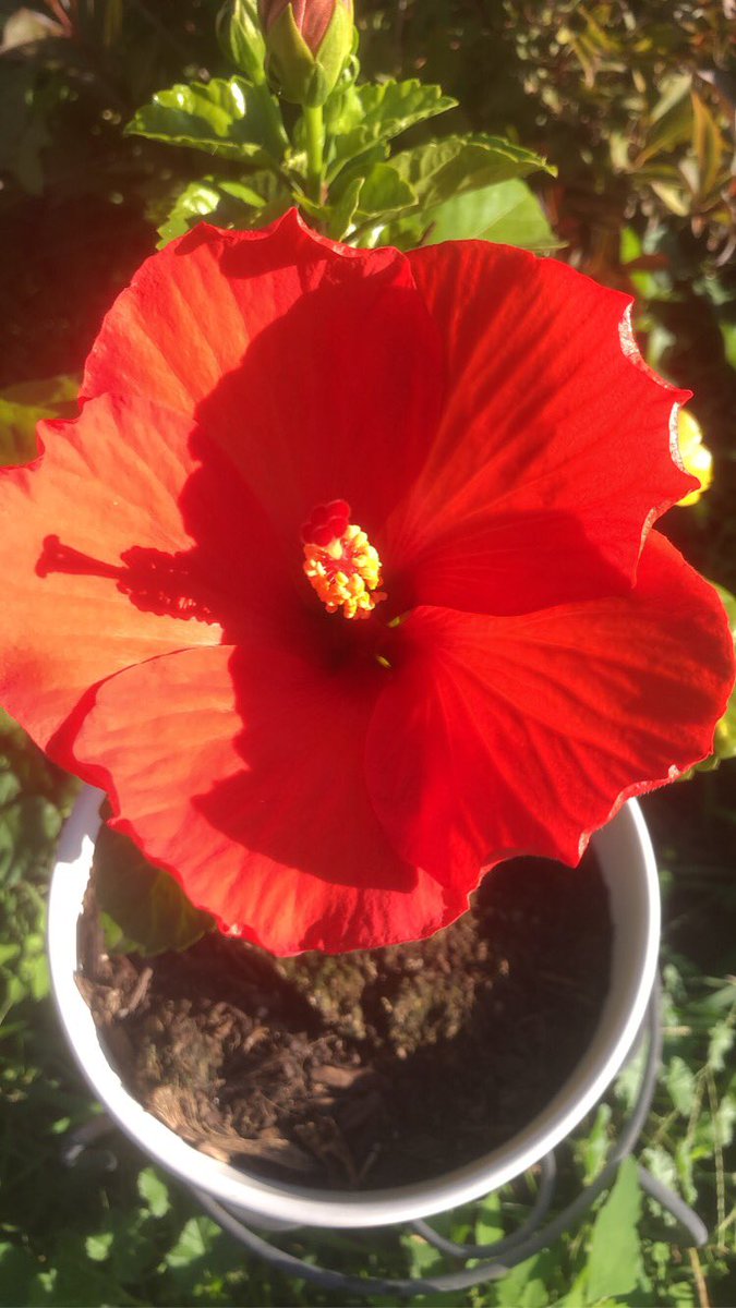 swampybake's tweet photo. It’s gonna be an absolutely gorgeous day!!! What are you up to???
#saturday #saturdayvibes #flowers #summer #summerinwisconsin #summerday #sunshine #garden #beach #daydate https://t.co/8F0A9HZZF2