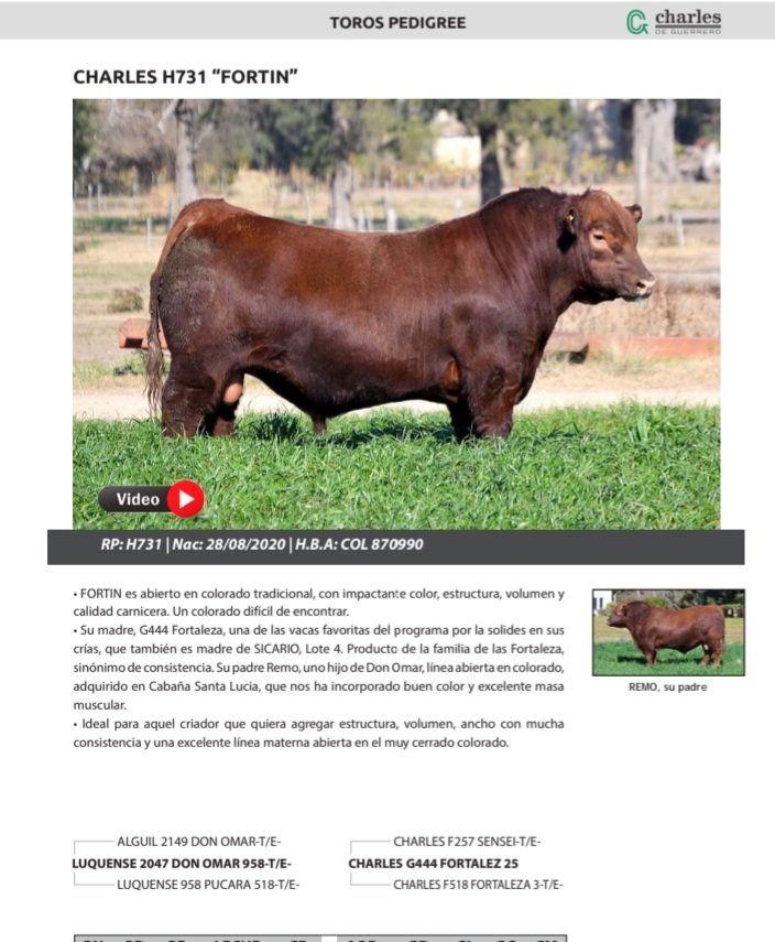 elchivoman's tweet photo. Incorporamos estos 2 padres al programa de Angus Plantar. #ganaderia #anguscolorado #campoargentino https://t.co/vZrDGJS63d