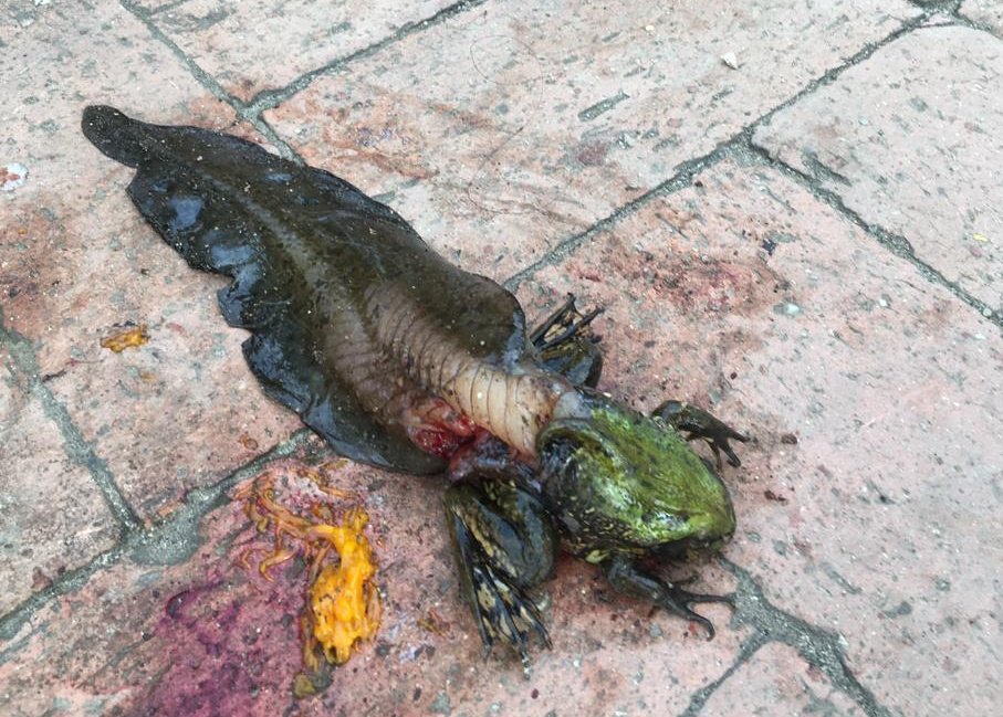 Jorge De León tweet media