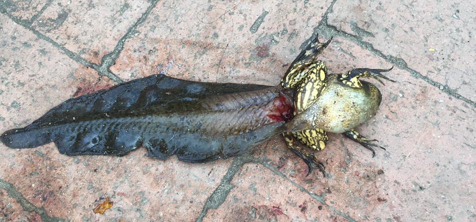 Jorge De León tweet media