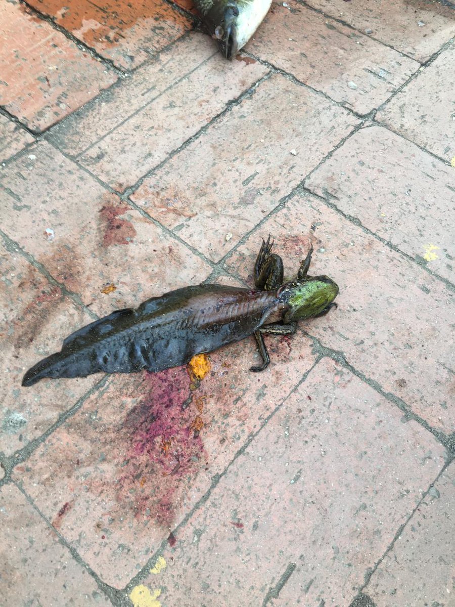 Jorge De León tweet media