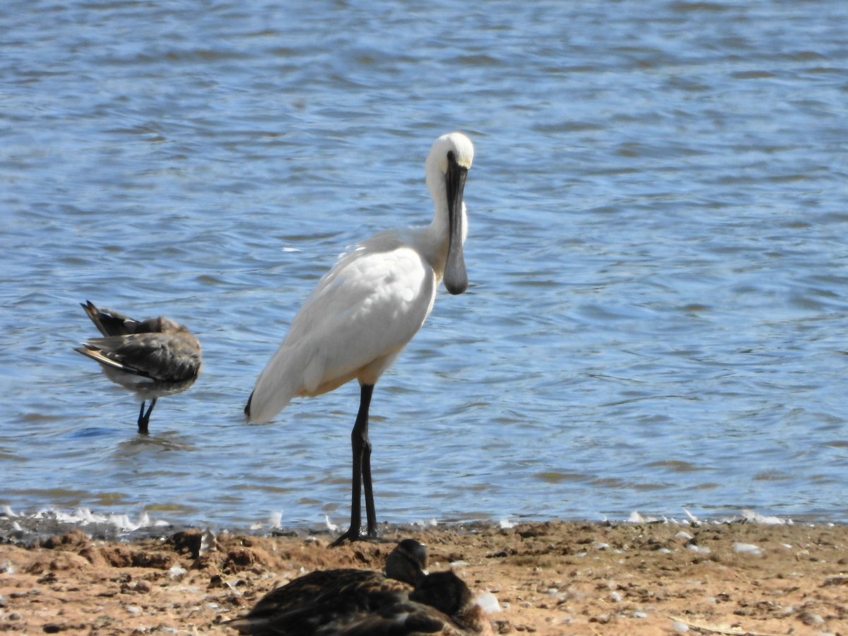 exeterbirder's tweet photo. Juv Spoonbill, ad/m Ruff, 3 Barwits, 3 Knot, 2 Snipe, 4+ Com Sandpipers on #BowlingGreenMarsh + 4 Sandwich Terns, Wheatear, 2 Reed Warblers, Reed Bunting, 2 Water Rail heard, 2 Whimbrel from #ViewPlatform + 2 Hobby's seen hawking insects south of #ExminsterMarsh 1050-1125am today https://t.co/D7KFDf1MMg