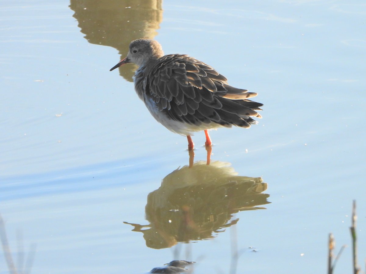 exeterbirder's tweet photo. Juv Spoonbill, ad/m Ruff, 3 Barwits, 3 Knot, 2 Snipe, 4+ Com Sandpipers on #BowlingGreenMarsh + 4 Sandwich Terns, Wheatear, 2 Reed Warblers, Reed Bunting, 2 Water Rail heard, 2 Whimbrel from #ViewPlatform + 2 Hobby's seen hawking insects south of #ExminsterMarsh 1050-1125am today https://t.co/D7KFDf1MMg