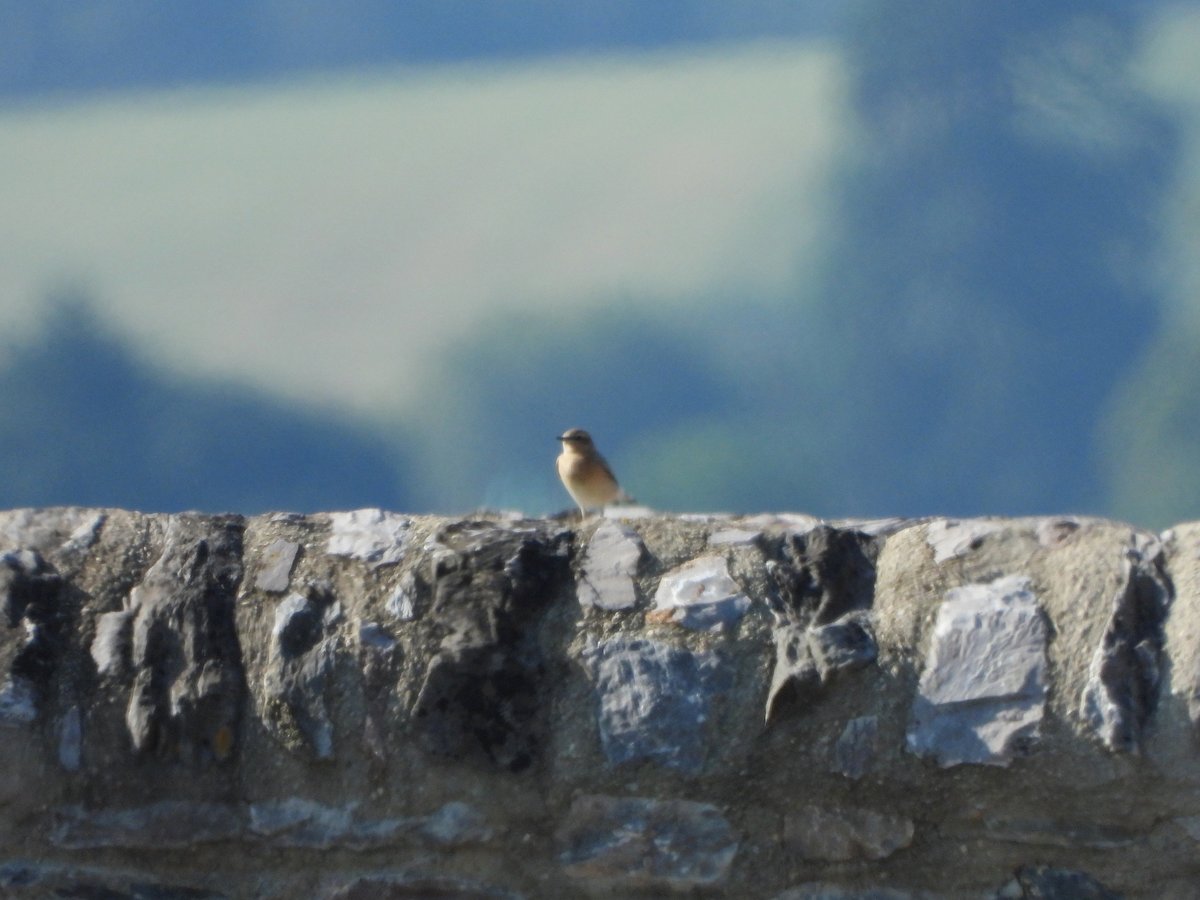 exeterbirder's tweet photo. Juv Spoonbill, ad/m Ruff, 3 Barwits, 3 Knot, 2 Snipe, 4+ Com Sandpipers on #BowlingGreenMarsh + 4 Sandwich Terns, Wheatear, 2 Reed Warblers, Reed Bunting, 2 Water Rail heard, 2 Whimbrel from #ViewPlatform + 2 Hobby's seen hawking insects south of #ExminsterMarsh 1050-1125am today https://t.co/D7KFDf1MMg