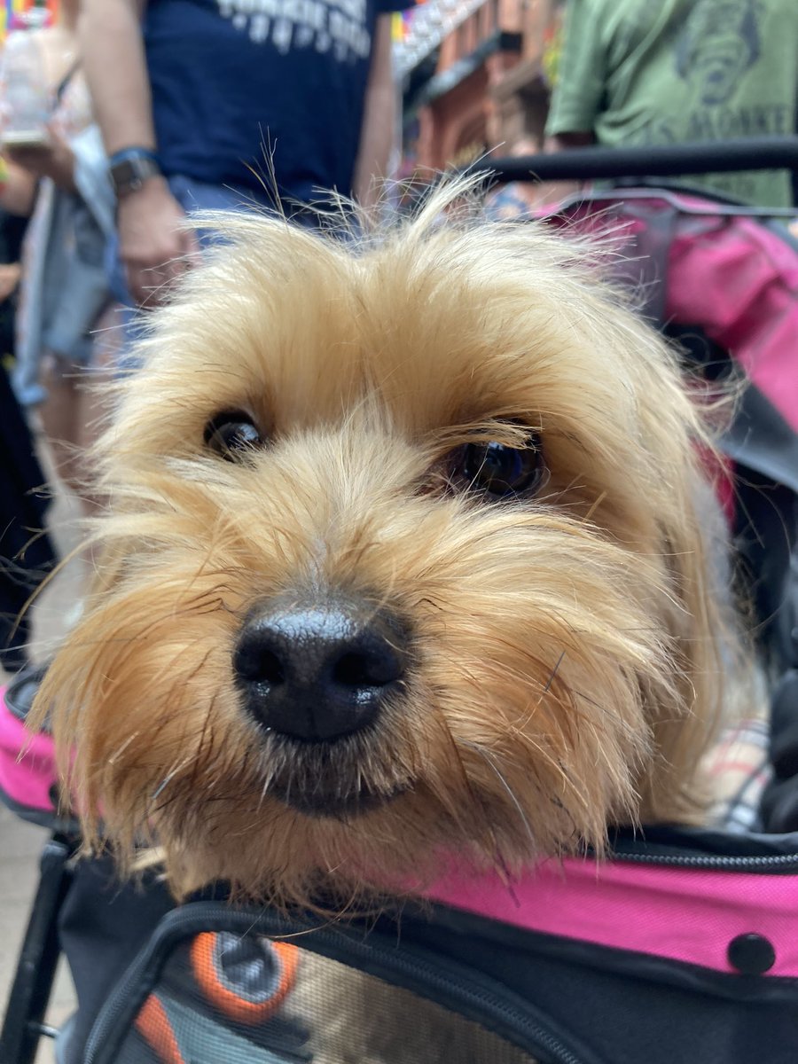 nicole_wc's tweet photo. Iβve just met Ron and Reg, who are living their absolute BEST life in this pup carrier at Pride! #dogsatpride π³οΈβππΆ @MENnewsdesk @CityLifeManc https://t.co/gF1v03ZsZ1