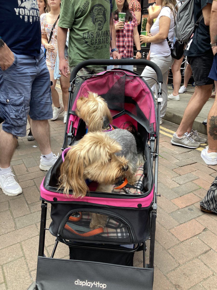 nicole_wc's tweet photo. Iβve just met Ron and Reg, who are living their absolute BEST life in this pup carrier at Pride! #dogsatpride π³οΈβππΆ @MENnewsdesk @CityLifeManc https://t.co/gF1v03ZsZ1