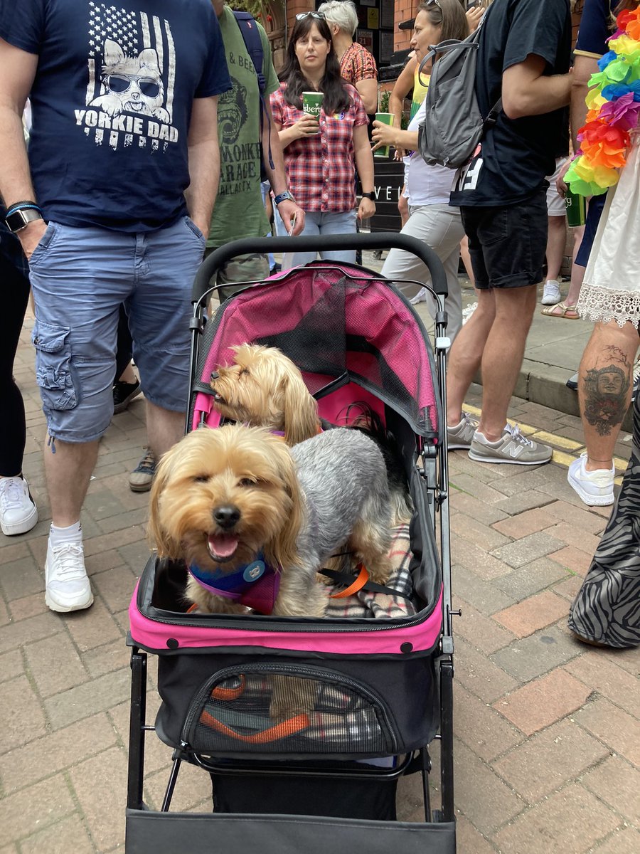 nicole_wc's tweet photo. Iβve just met Ron and Reg, who are living their absolute BEST life in this pup carrier at Pride! #dogsatpride π³οΈβππΆ @MENnewsdesk @CityLifeManc https://t.co/gF1v03ZsZ1