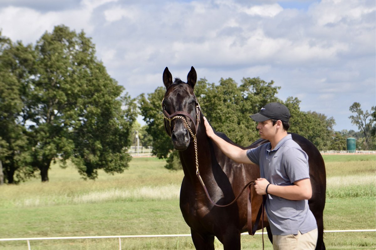 westwinfarms's tweet photo. Code West has some select yearling selling this week @TTAtexas sales @lonestarpark Stop by KP Sales consignment and see these future athletic ⭐️’s! #OKBred #TTATexas #WestWin #CodeWest @westwinfarms https://t.co/VYsKKW0AWY