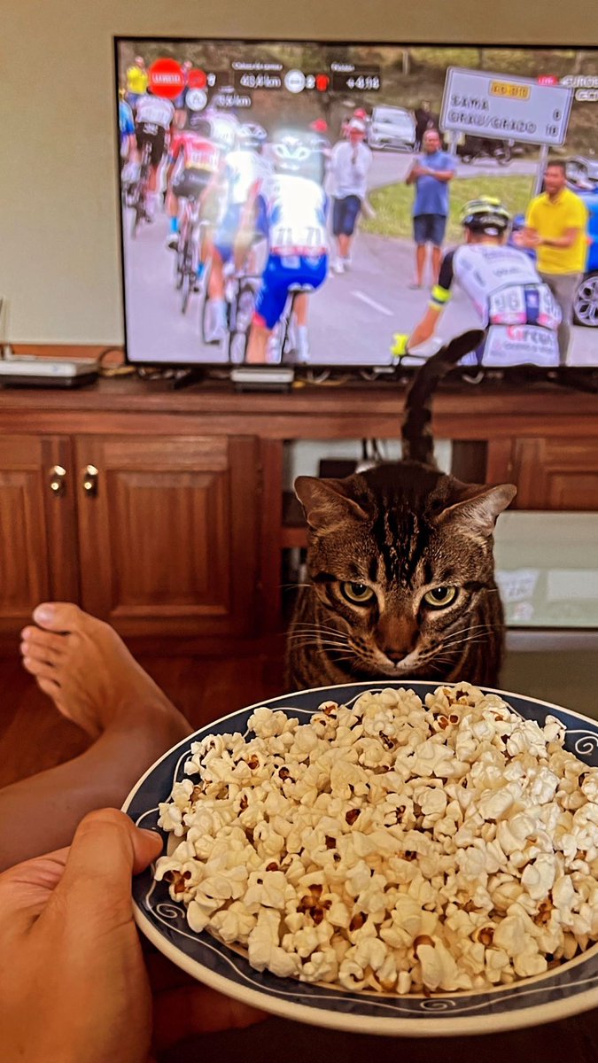 ¿Le doy una palomita? #LaVuelta22 #lavuelta #gato #palomitas