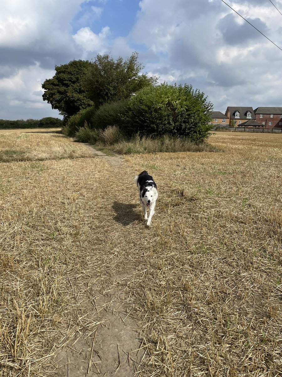 snabless's tweet photo. @WeNurses @Helen_Bromage @MarySextonNHS @matronjack @BabarElahi4 9.5km walk with the dog & his squeaky penguin! ๐ง he had to cool down by lying in his drink! ๐พ #NursesActive #DogsActive #NHS1000miles https://t.co/diSHwEE6et