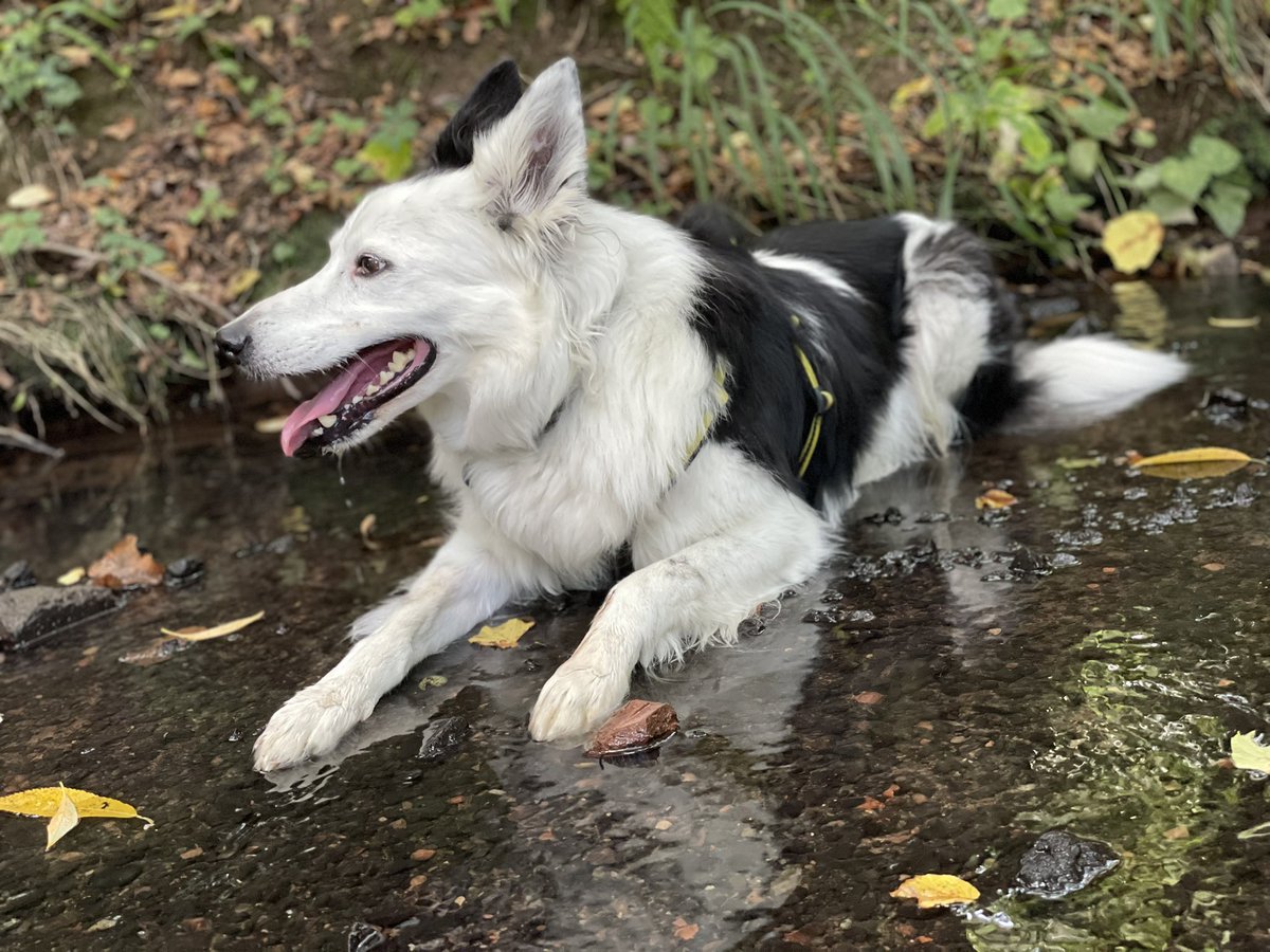 snabless's tweet photo. @WeNurses @Helen_Bromage @MarySextonNHS @matronjack @BabarElahi4 9.5km walk with the dog & his squeaky penguin! ๐ง he had to cool down by lying in his drink! ๐พ #NursesActive #DogsActive #NHS1000miles https://t.co/diSHwEE6et