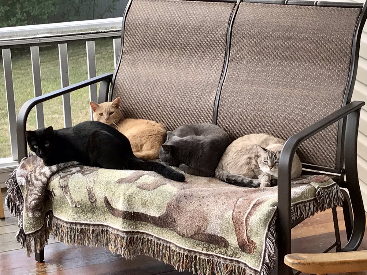 💞 Kitty Haven ⚥ 💞 tweet media