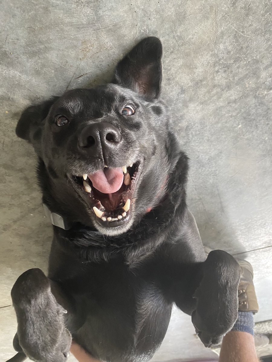 Mr. Munjipants. He’s such a happy doggo. #DogsofTwittter #yyc #AdoptDontShop #doggo #pupper <a href="/dog_feelings/">Thoughts of Dog</a> #love #cute #Calgary