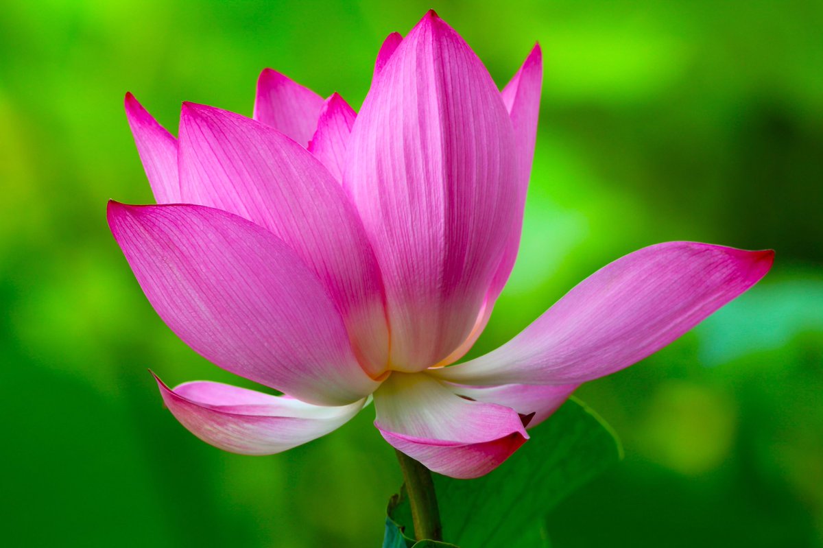 blooming lotus
