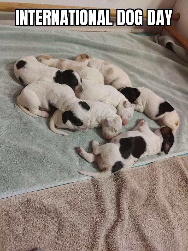 #InternationalDogDay #mbtm We are adding a new puppy to our family. One of those Llwellins will be ours.