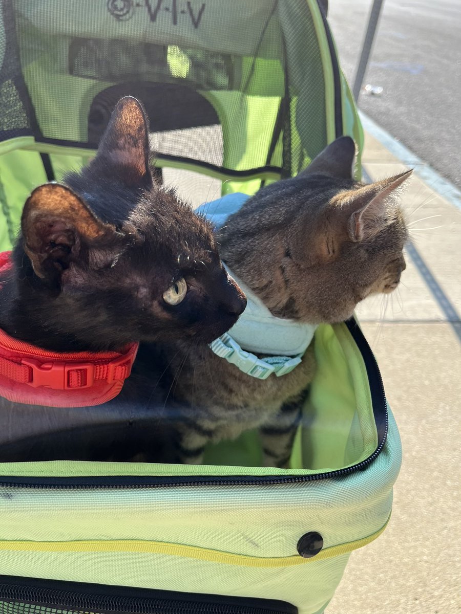 JessicaBLamping's tweet photo. Saturday morning going out club #CatsofTwittter #catlife #caturday https://t.co/lnf0waFkxc