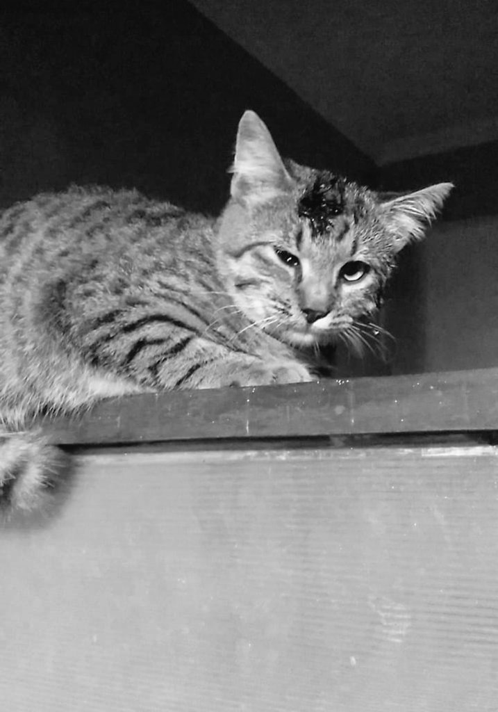 ZOO_FESS's tweet photo. zoo 🚫 tw // darah

kasian bgt kucingn tante aku baru pertama keluar rumah dipukulin sm tetangga :(( sampe skrg dia masih ketakutan gak mau turun, keluar rumah :(( 

ada saran gak ya gais biar dia mau turun gitu ngga trauma ... https://t.co/yxZVIr0pzw