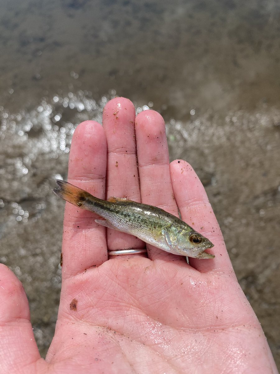 EmilyRLechner's tweet photo. Some fish images from my crews #wetland #seining for species at risk near #Lake #Eerie. Pictured below is a Pumpkinseed #Sunfish, Yellow #Perch and Largemouth #Bass 🐟 https://t.co/RxAETZLh1N
