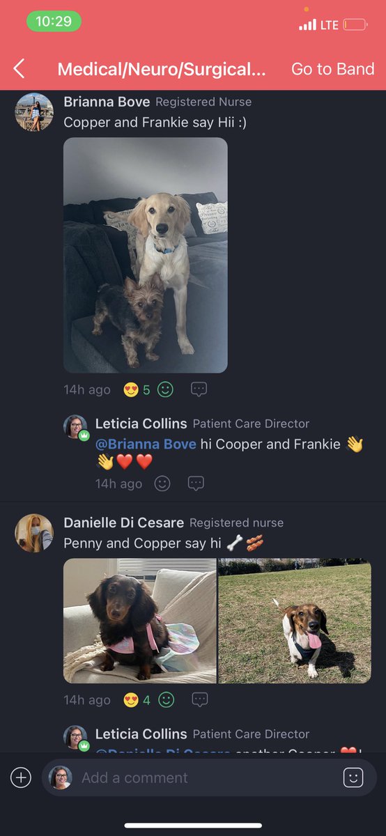 Meet the pets of <a href="/NypbmhSd/">NYPBMH_SD</a> Happy National Dog Day 🐶