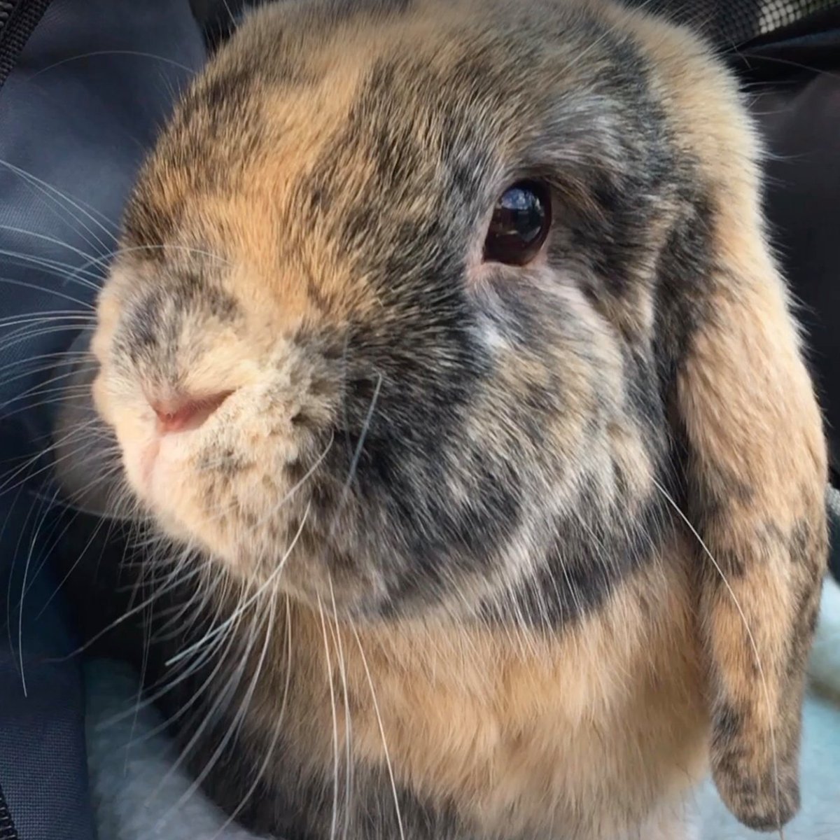 RabbitoftheDay's tweet photo. 📅 4th September 2022
🐰 Eddie
🏷️ @LizaGinliz
💕 #animaloftheday https://t.co/nQ9jybotjl