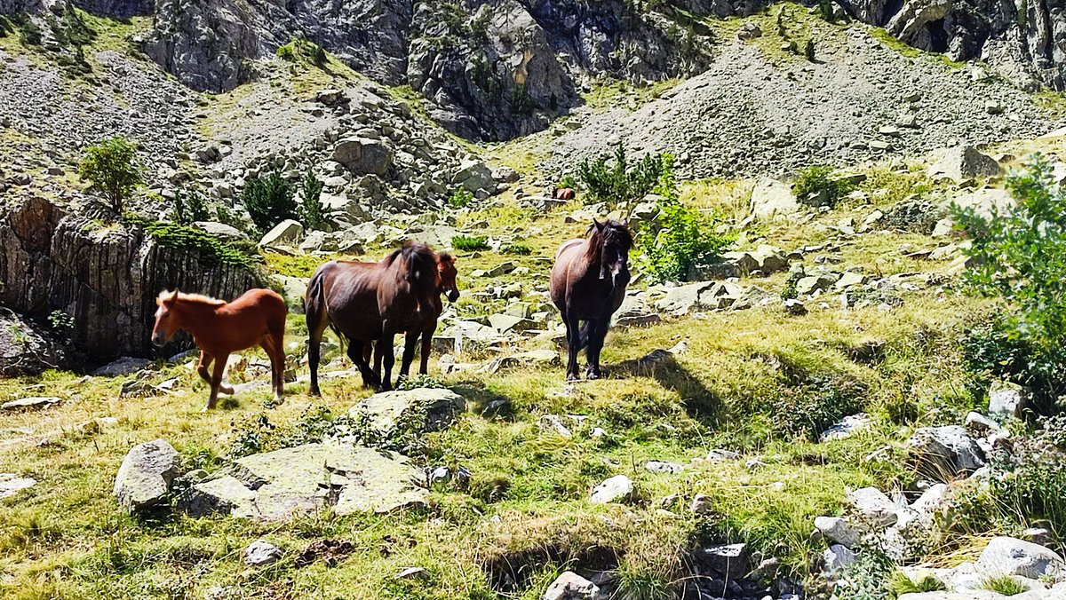 FJ_Mateo's tweet photo. Acordándonos mucho de ti, #Ovaca

#Ordicuso
#Ibones
#Argualas https://t.co/78ZS3J5czY