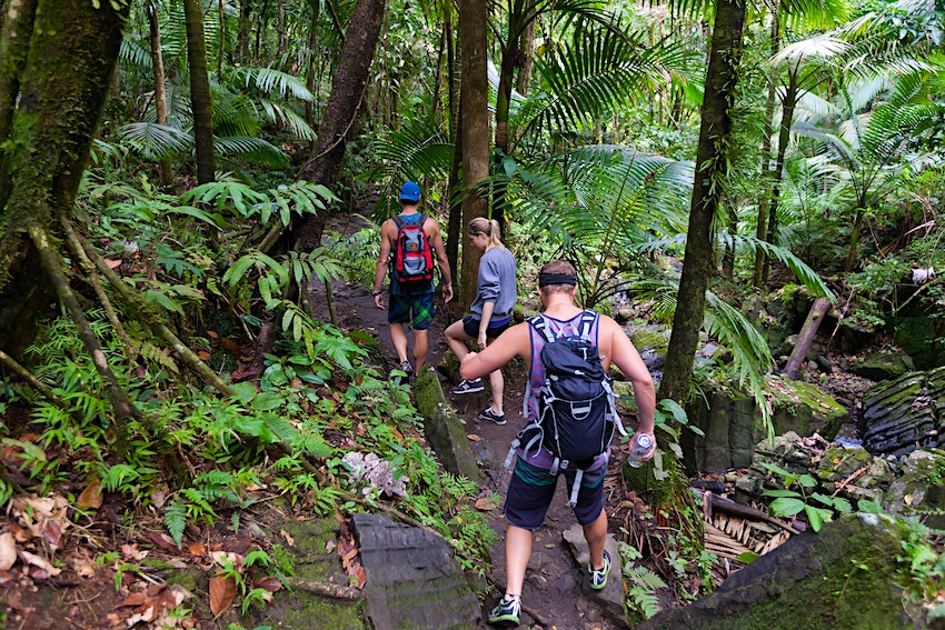 doris_realtor's tweet photo. There's a lot of natural beauty to take in this national forest in #PuertoRico. #thingstodo  https://t.co/fZqRT8jeg3 https://t.co/X1G6FehuMW