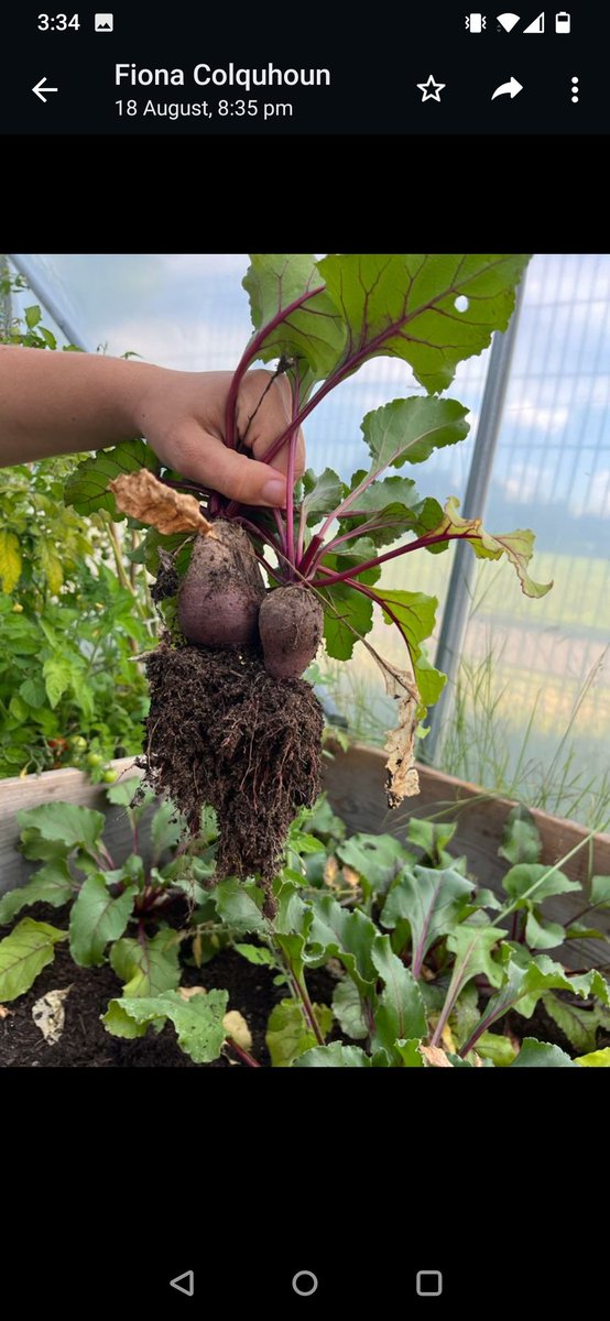 KHSGarden's tweet photo. It's been a busy few weeks in the school garden! Our brilliant PDA pupils have harvested courgettes, tomatoes, beetroots, potatoes, peppers and peas. Well done young gardeners 🙌🙌 https://t.co/PncgkLBk32