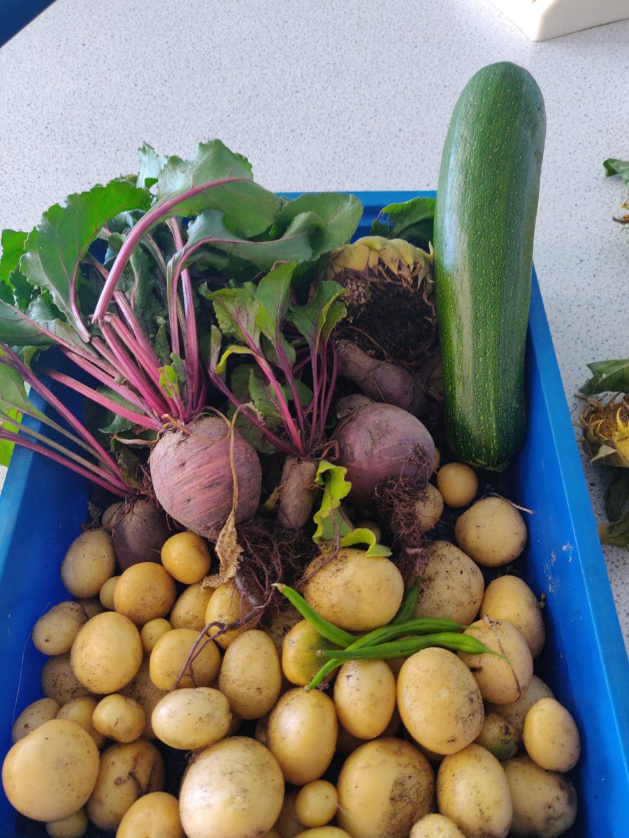 It's been a busy few weeks in the school garden! Our brilliant PDA pupils have harvested courgettes, tomatoes, beetroots, potatoes, peppers and peas. Well done young gardeners 🙌🙌