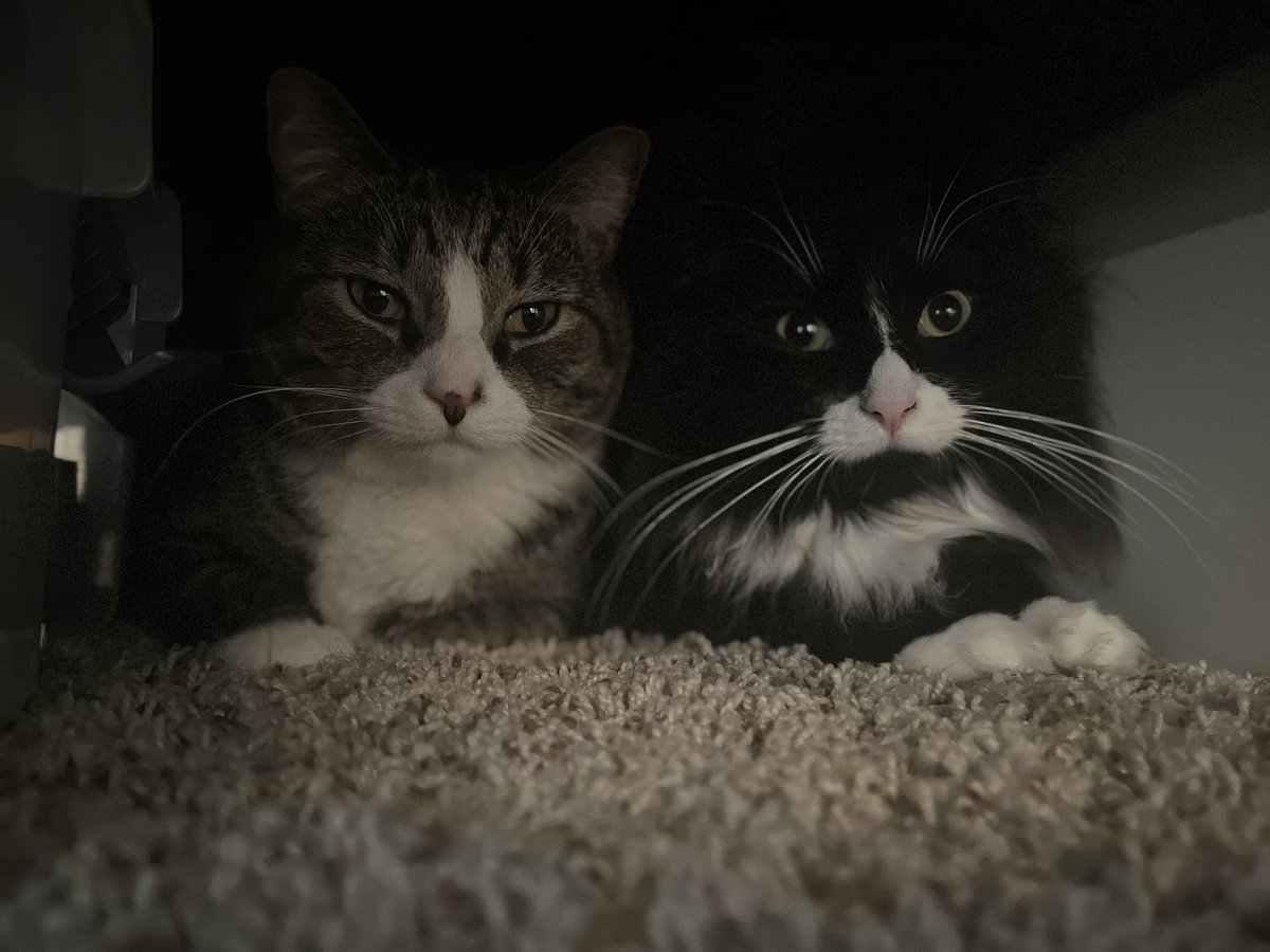 Happy Caturday😻