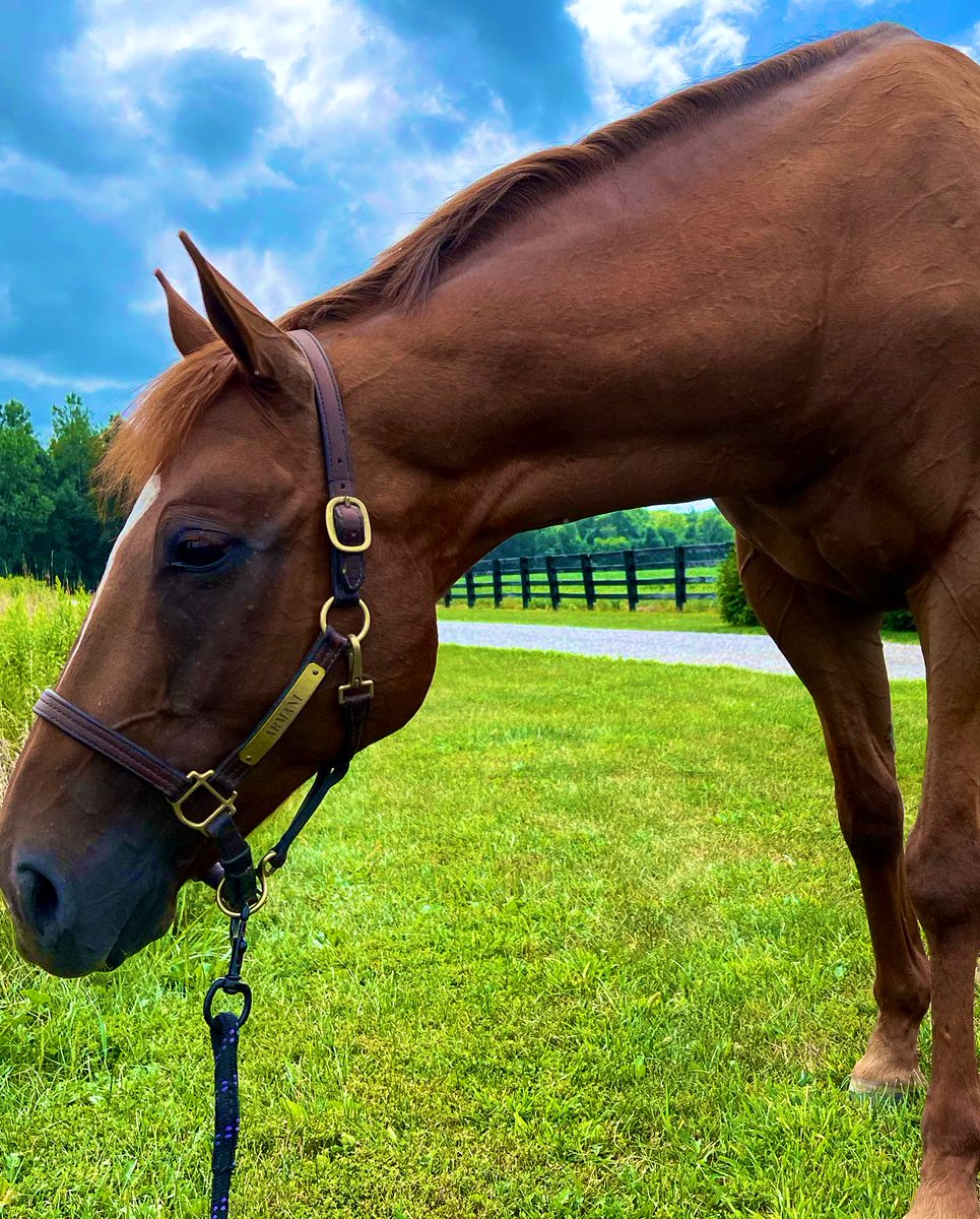 RVTEquestrian's tweet photo. Perfect way to kick off the weekend!💜 #equestrianlife #myhappyplace #peace https://t.co/SgPyzC9l1n
