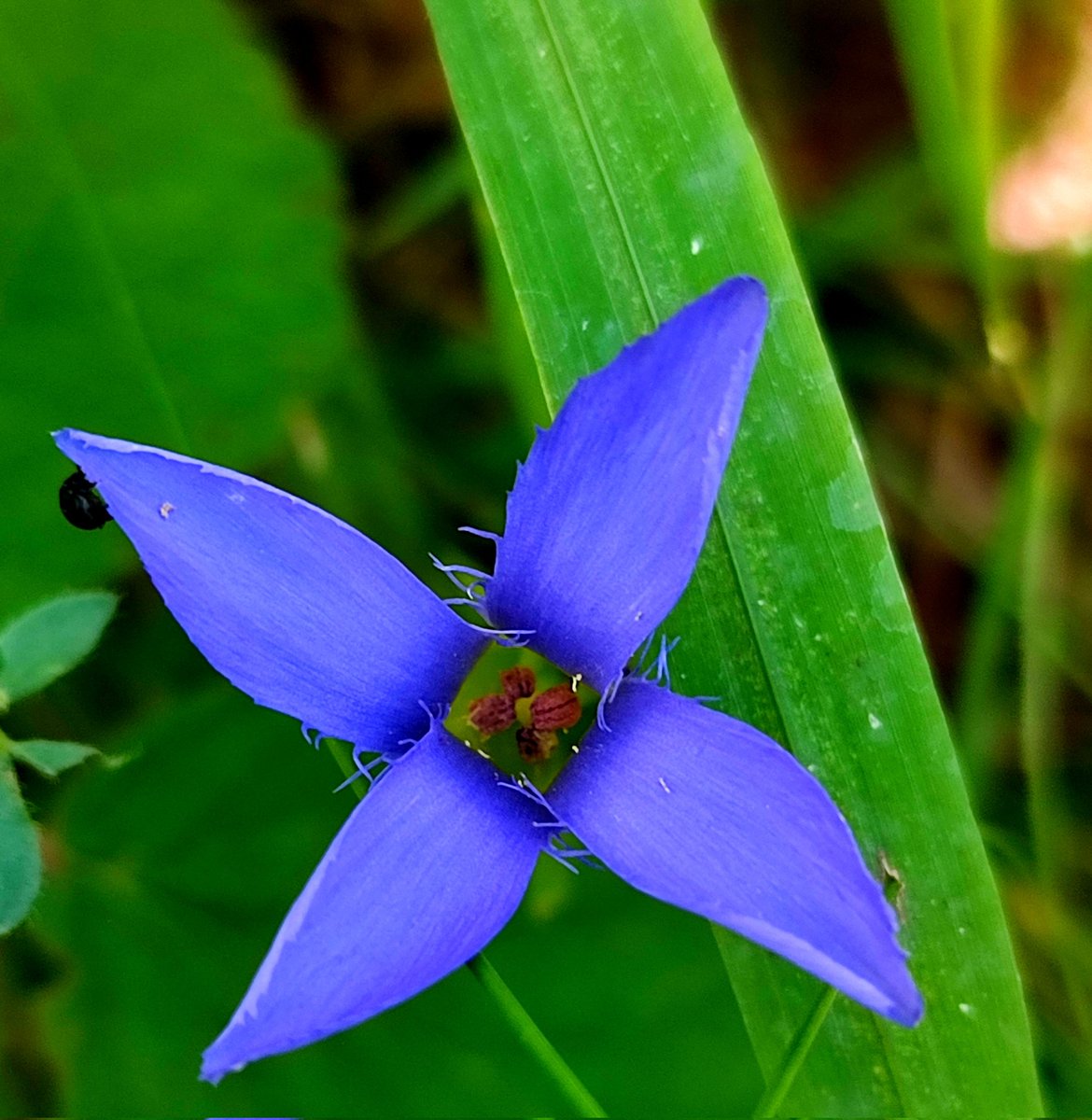 Bonament1's tweet image. La bellesa del blau al bosc.
Genciana ciliada
#autenticitat