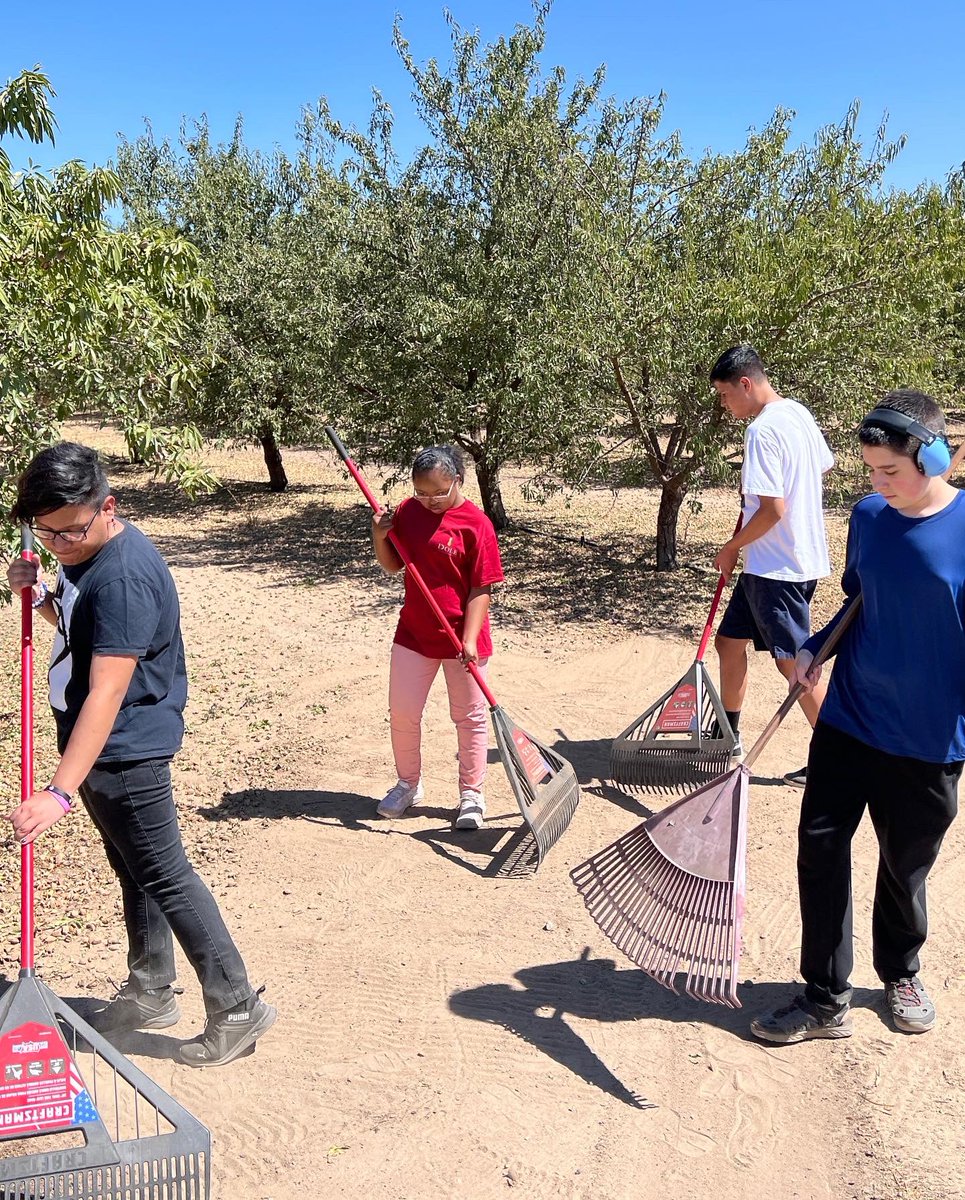 TUSDFarm's tweet photo. Almond harvest is under way!  Thank you to Ms Laughton’s and Ms Biddle’s students for raking back the nuts after the sweeping!  Amazing job… https://t.co/sJB0zFNwF2