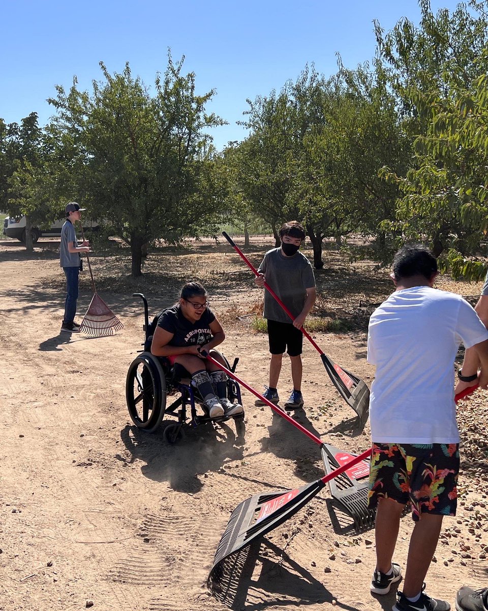 TUSDFarm's tweet photo. Almond harvest is under way!  Thank you to Ms Laughton’s and Ms Biddle’s students for raking back the nuts after the sweeping!  Amazing job… https://t.co/sJB0zFNwF2