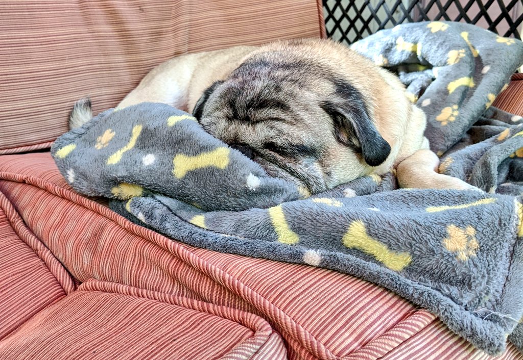 FishstickThePug's tweet photo. Morning walkies ✔️ 
Breakfast in my belly✔️
Time for a well deserved mid morning nap✔️

#PugLife
#SunTanMan 
#CottageLife https://t.co/DWXIzkMxJB