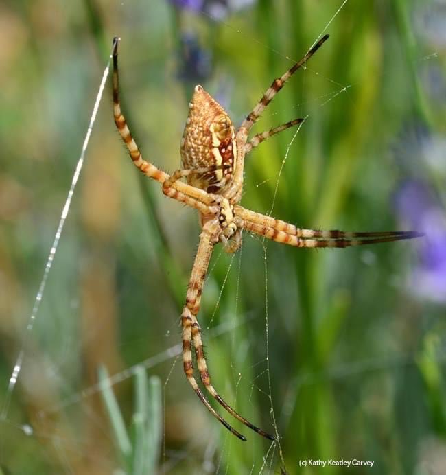 Good morning from a banded  garden spider! Argiope trifasciata