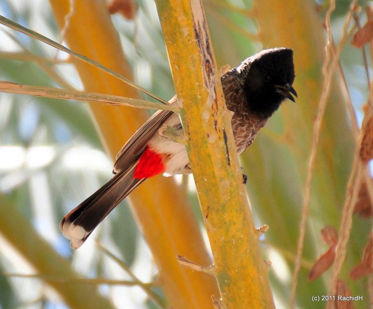 rachidH's tweet photo. #Bulbul #RedVentedBulbul #Pycnonotus #BulbulÀVentreRouge #Dubai #UAE
Rachid H shared a photo with you from the Flickr app! Check it out:
https://t.co/0Gt9NOaVQA https://t.co/wkdkUDgMQN