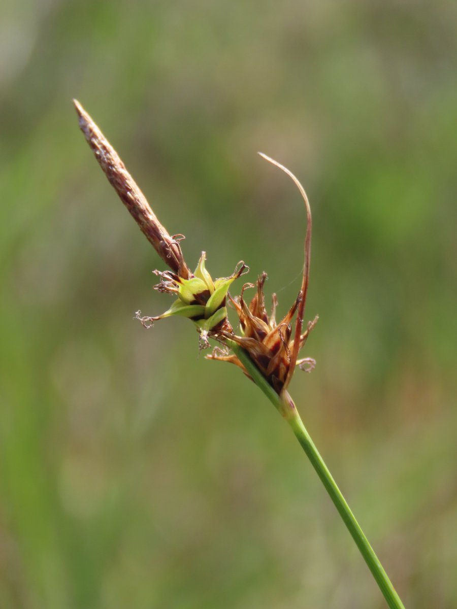 seedecol7 tweet media