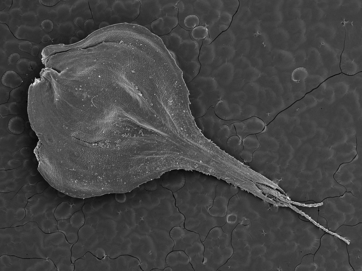 seedecol7 tweet media