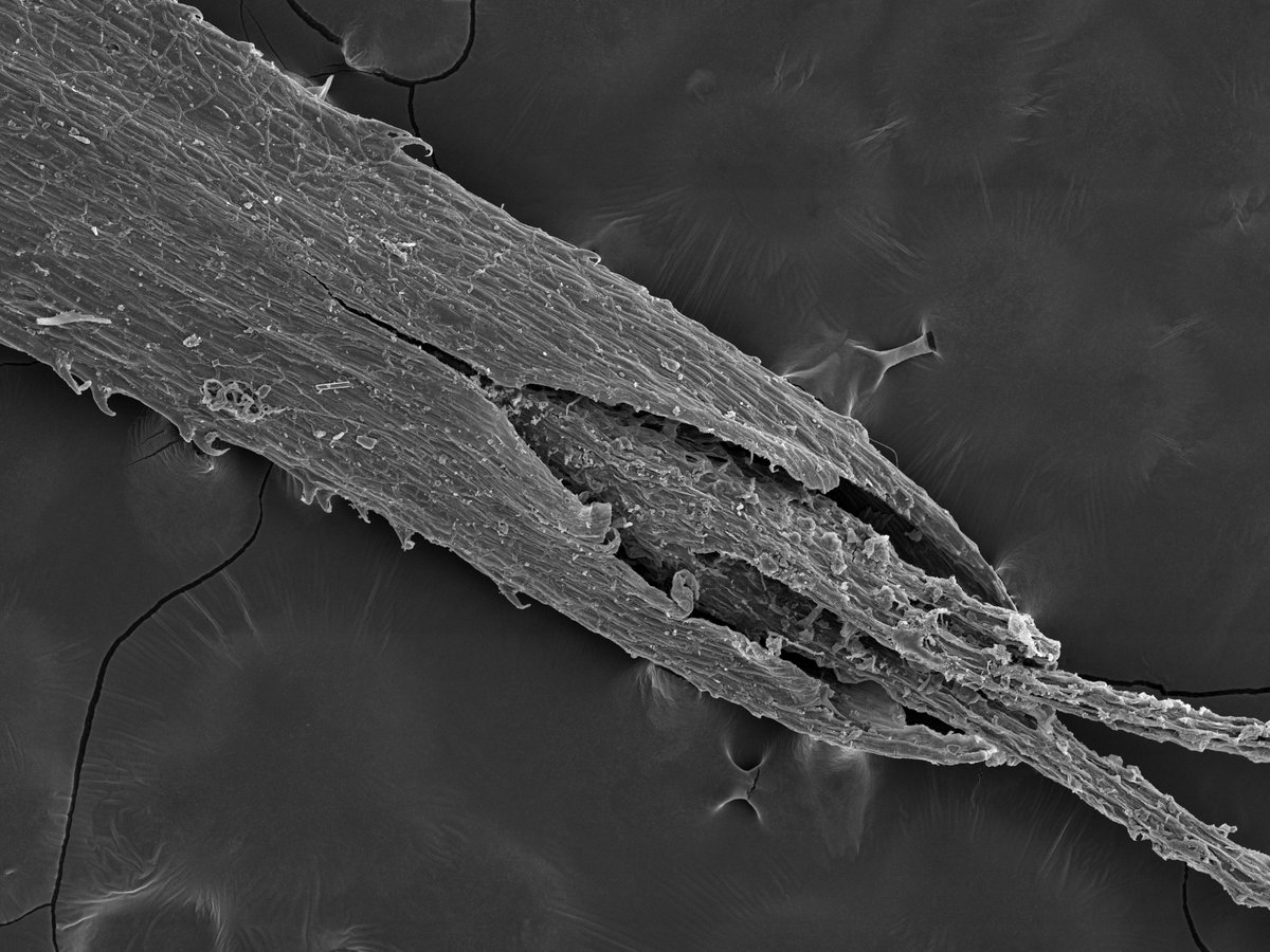 seedecol7 tweet media