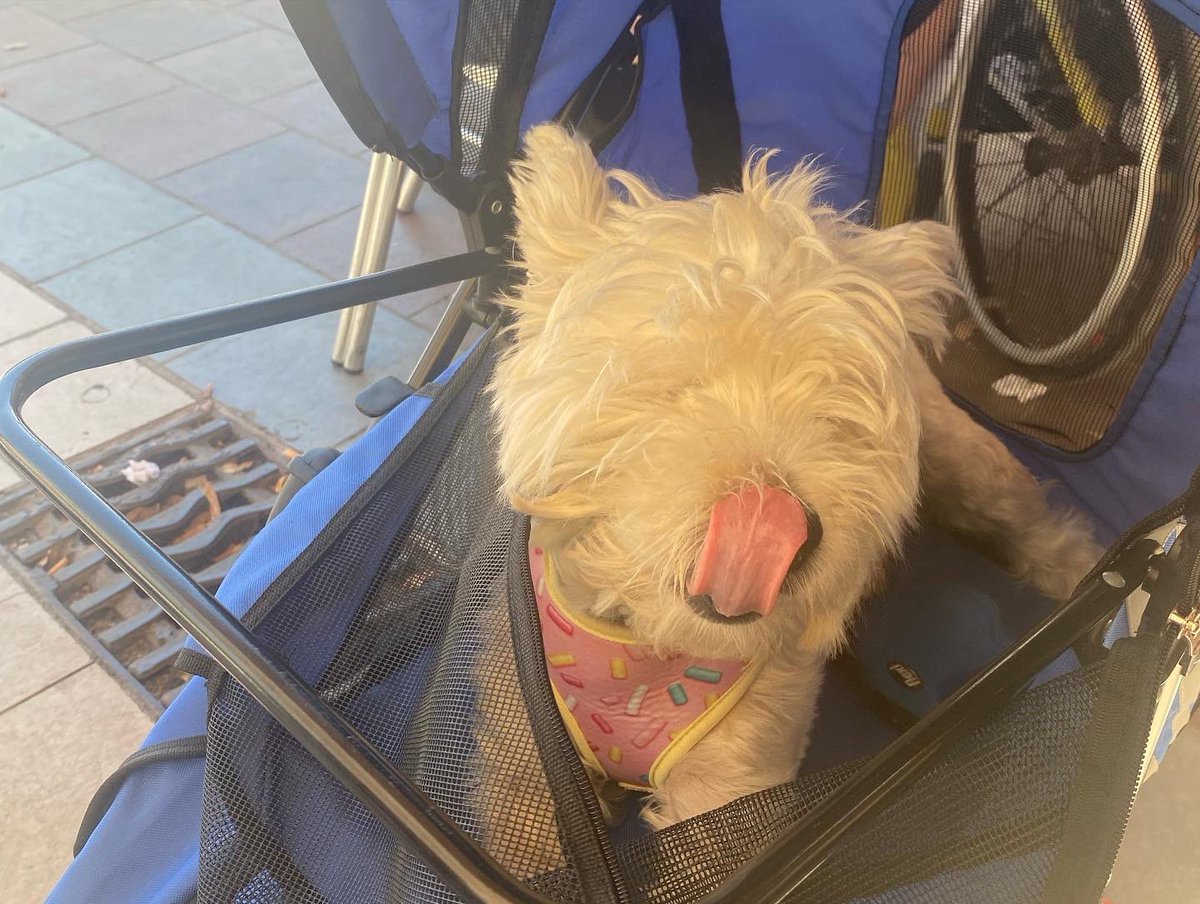 RLL262's tweet image. Mi peque