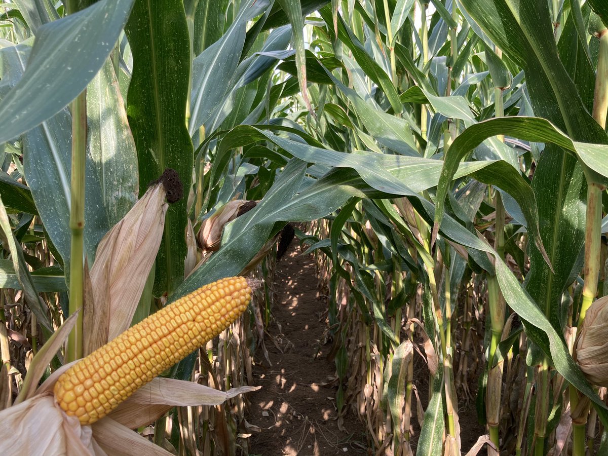 bigard_q's tweet photo. #Maïs @PioneerSeeds #P8834 en vallée de Marne 🤩 
Cumul de pluvio depuis le semis du 16/04: 133mm
Dommage que la parcelle ne fasse que 4ha… ça ne rattrapera pas les 20ha de plaine #FrAgTw #CornLovers https://t.co/iFQ7fY4o9B
