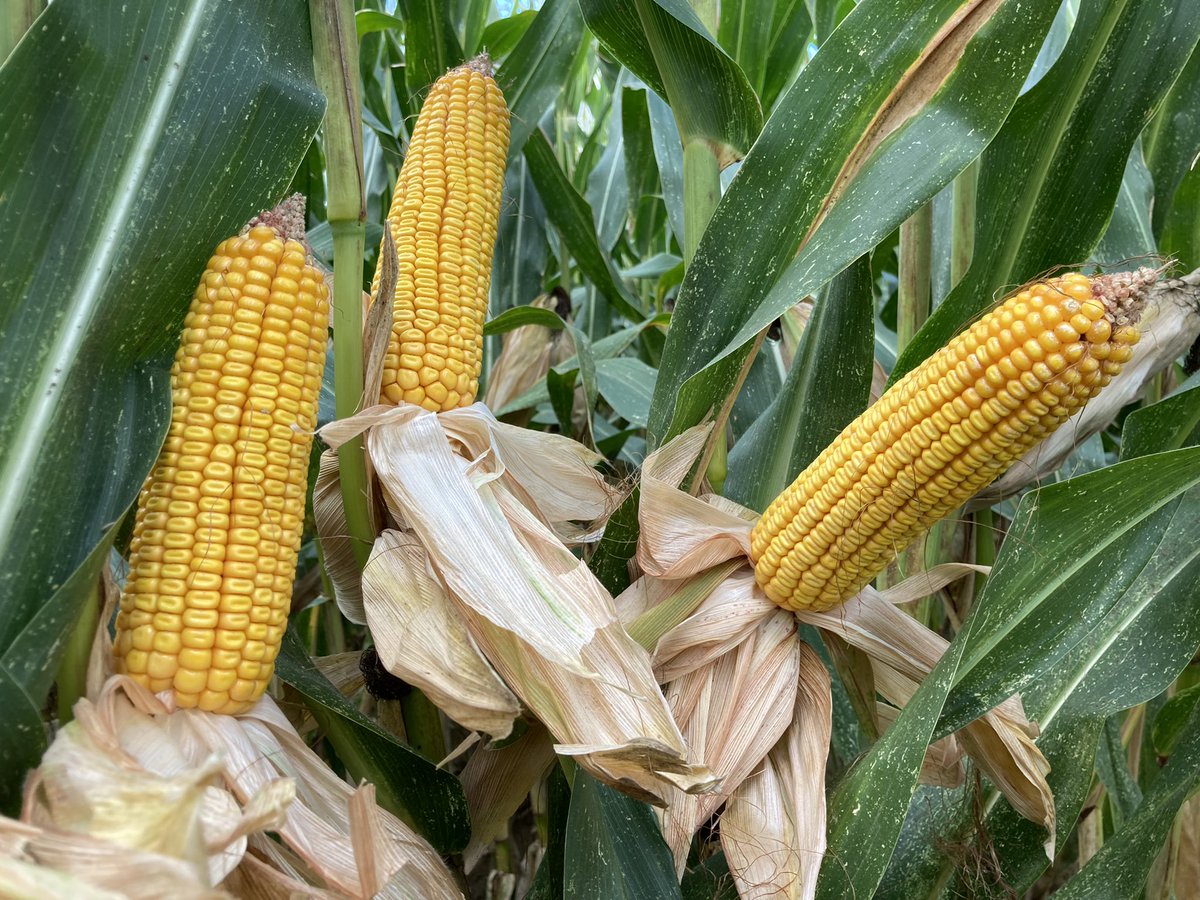 bigard_q's tweet photo. #Maïs @PioneerSeeds #P8834 en vallée de Marne 🤩 
Cumul de pluvio depuis le semis du 16/04: 133mm
Dommage que la parcelle ne fasse que 4ha… ça ne rattrapera pas les 20ha de plaine #FrAgTw #CornLovers https://t.co/iFQ7fY4o9B