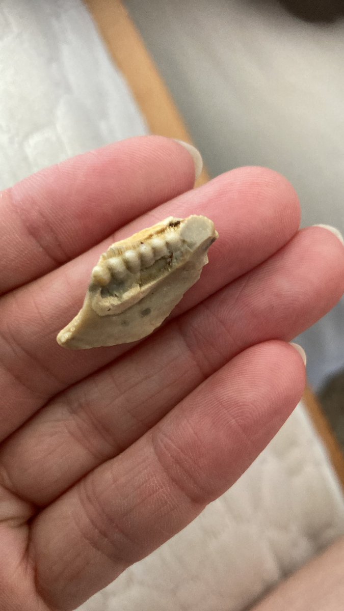 Can anyone tell me what this is please? Found in a bag of ornamental gravel for the garden. TIA #fossils