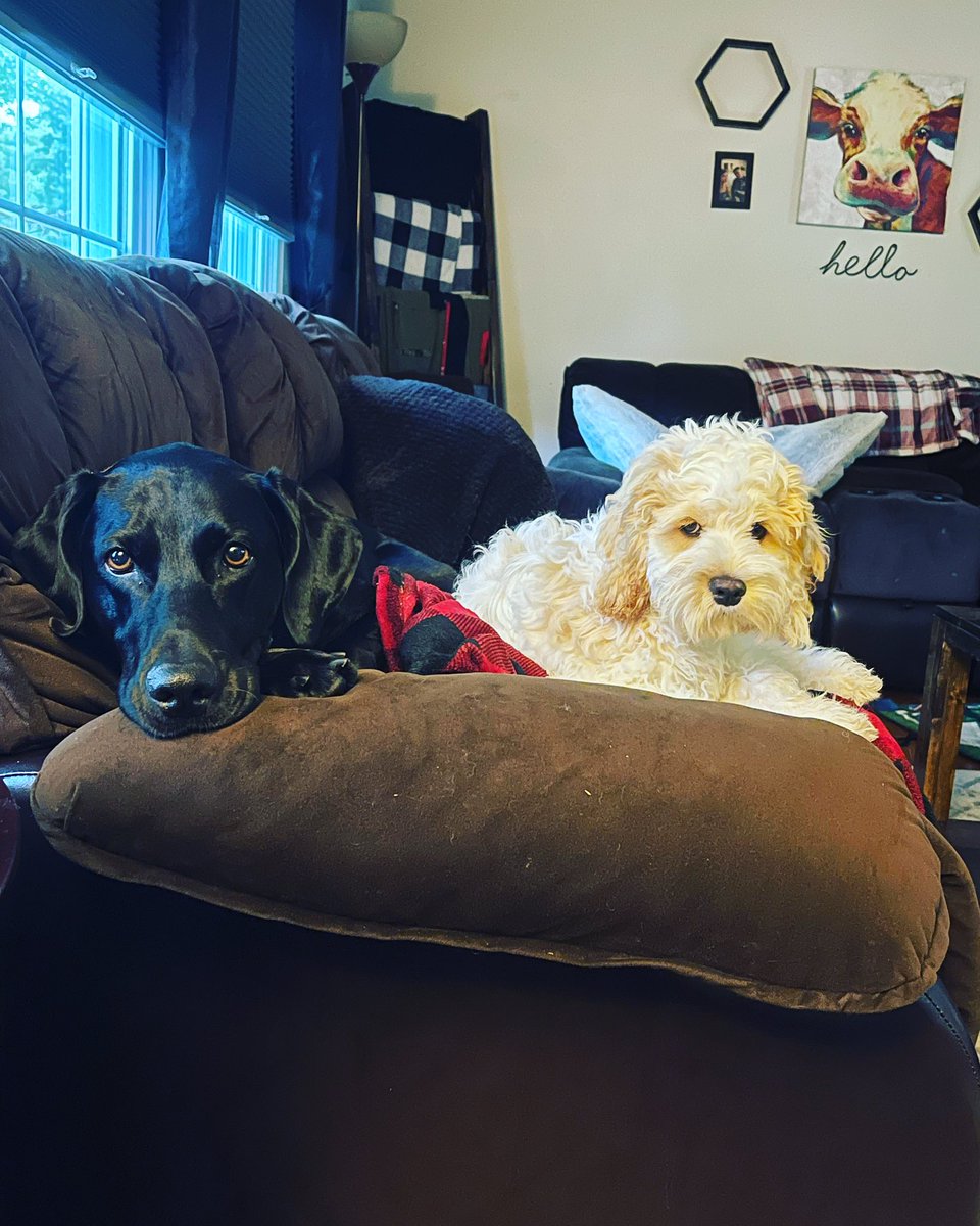 EchoNoseBoops's tweet photo. Echo and Rev 🐾❤️🐾 #dogsoftwitter #doodle #cockapoo #cockerpoo #cocker #poodle #lab #doberman #puppy #servicedog #rescuedog #furbabies https://t.co/u1pmnMiED3