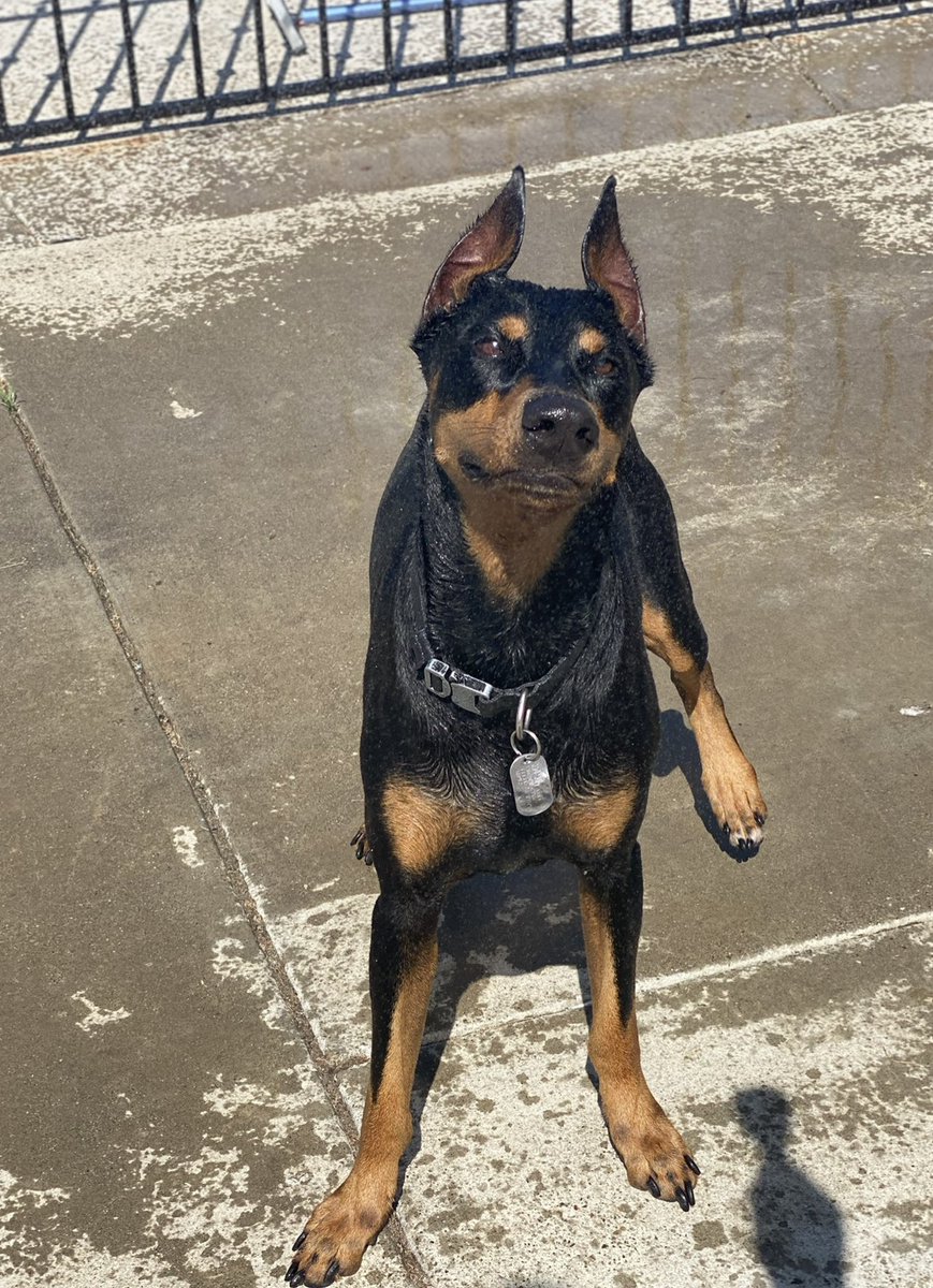 MzzMizery's tweet photo. Missed #NationalDogDay, so here’s the pups one day late. Our #Doberman Judas Priest, #CaneCorsoLabrador puppy Elvira Mistress of the Bark, and our retired old lady #GermanRottweiler Marley Nicks (Yes Bob and Stevie name combo). #DogsofTwittter #DogsOnTwitter #PuppiesOfTwitter https://t.co/QD2ZvPuLV1